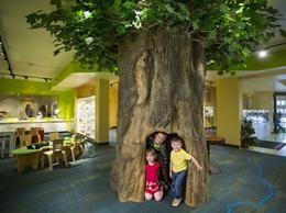 Children Inside Tree