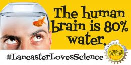 fun fact- the human brain is 80% water
