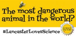 fum fact- flies are the most dangerous animals in the world